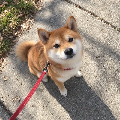 たく🐕